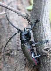 Ceroplesis ferrugator