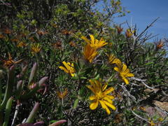 Gorteria integrifolia