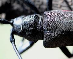 Ceroplesis ferrugator