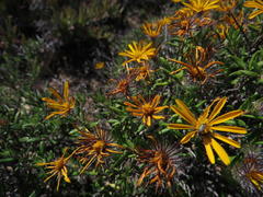 Gorteria integrifolia