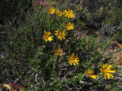 Gorteria integrifolia