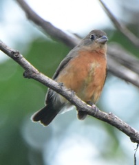 Passerina rositae