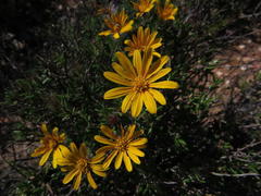 Gorteria integrifolia