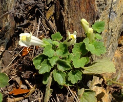 Asarina procumbens