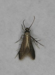 Schreckensteinia erythriella