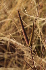 Cryptolepis oblongifolia