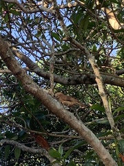 Furnarius rufus