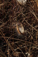Cryptolepis oblongifolia