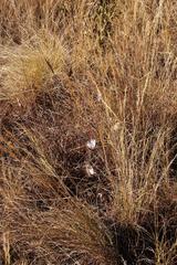 Cryptolepis oblongifolia