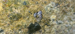 Echinolittorina interrupta