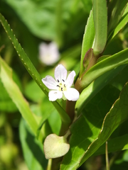 Bacopa aquatica