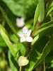 Bacopa aquatica - Photo (c) Sébastien SANT, some rights reserved (CC BY-NC), uploaded by Sébastien SANT