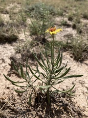Gaillardia multiceps