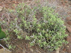 Mesembryanthemum nitidum