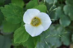 Calochortus apiculatus