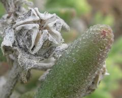 Mesembryanthemum nitidum