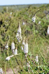 Bulbinella cauda-felis