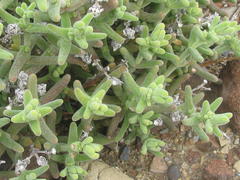 Mesembryanthemum nitidum