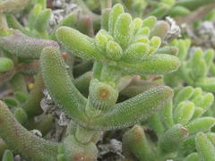 Mesembryanthemum nitidum