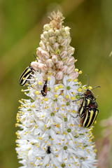 Bulbinella cauda-felis