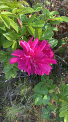 Rosa rugosa
