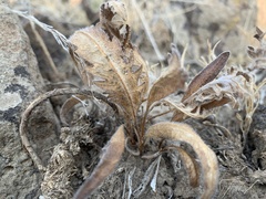 Balsamorhiza serrata