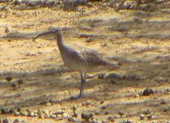 Numenius phaeopus phaeopus