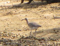 Numenius phaeopus phaeopus