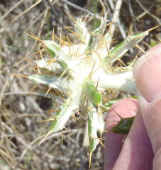 Berkheya angustifolia