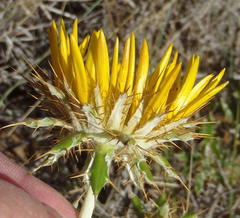Berkheya angustifolia