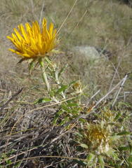 Berkheya angustifolia