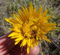 Berkheya angustifolia