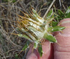 Berkheya angustifolia
