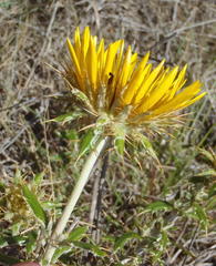 Berkheya angustifolia