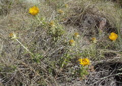 Berkheya angustifolia