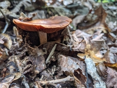 Cortinarius sanguineus