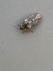 Parapiesma cinereum
