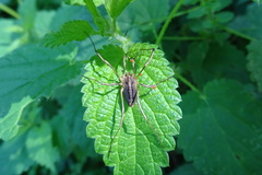 Odiellus troguloides