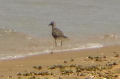 Pluvialis squatarola