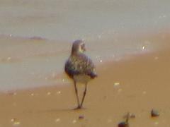 Pluvialis squatarola