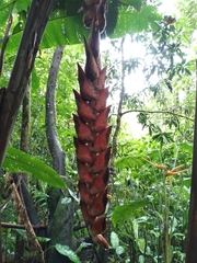Heliconia danielsiana