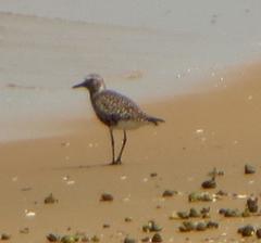 Pluvialis squatarola