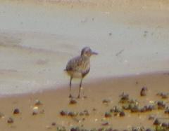 Pluvialis squatarola