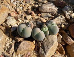 Gibbaeum heathii