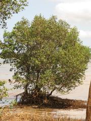 Avicennia marina