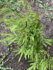 Gleditsia triacanthos