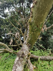 Schizophyllum commune