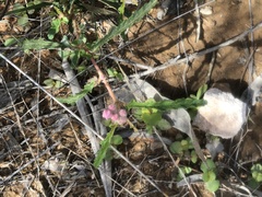 Androcalva pedleyi