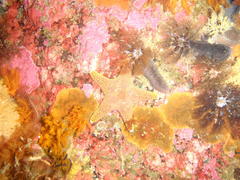 Callopatiria formosa