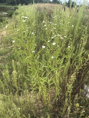 Symphyotrichum × salignum